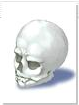 File:Skull.png
